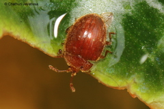 Stenotarsus castaneus