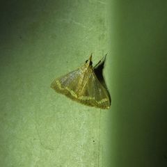 Clupeosoma pellucidalis