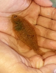 Citharichthys spilopterus