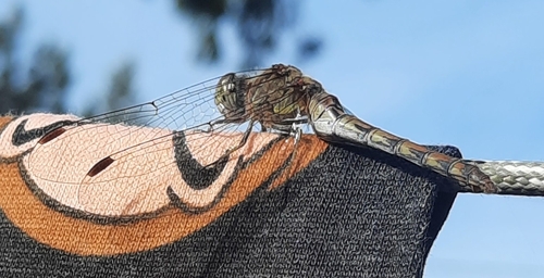 Common Darter