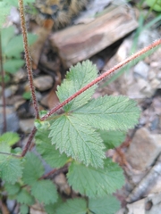 Drymocallis rupestris