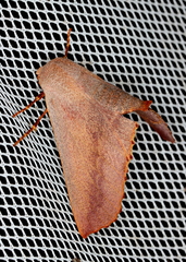 Monoctenia smerintharia