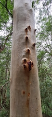 Angophora costata