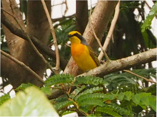 iNaturalist image