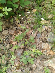 Drymocallis rupestris