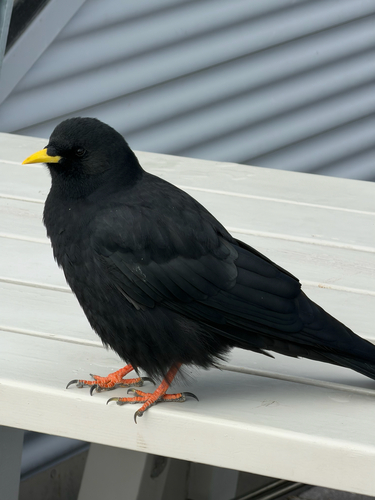 Yellow-billed Chough