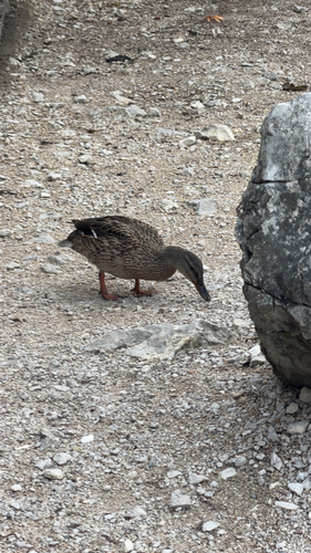 Mallard