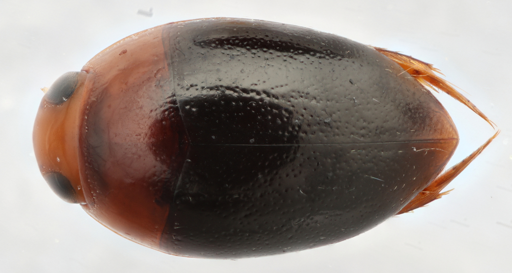 Suphisellus bicolor