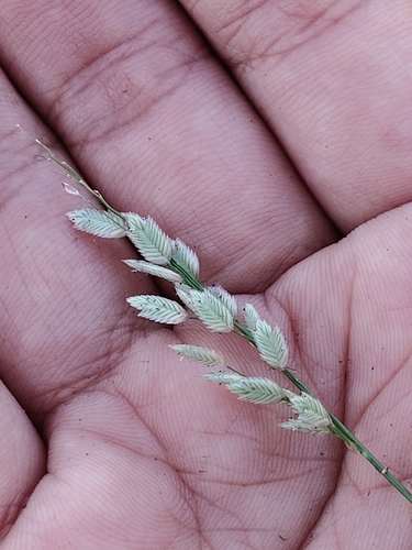 Eragrostis unioloides observed 2026-10-02