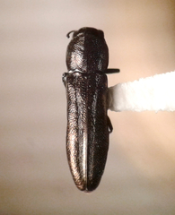 Agrilus ventralis