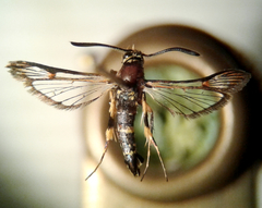 Synanthedon decipiens