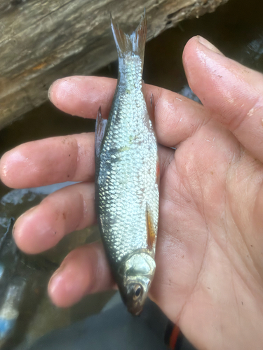 Golden Shiner