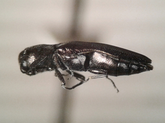 Agrilus ventralis
