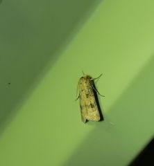 Agrotis interjectionis