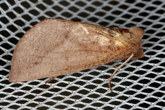 Fisera hypoleuca