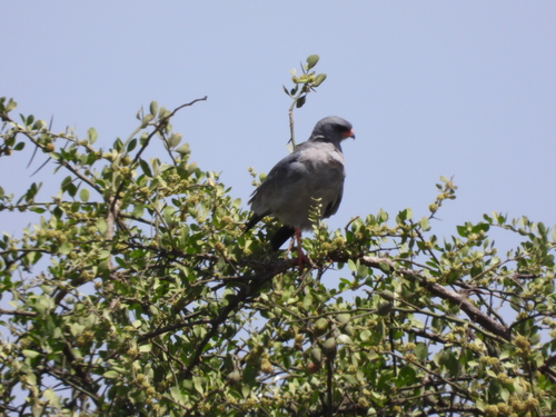 iNaturalist image