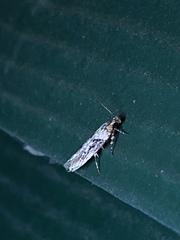 Chionodes mediofuscella