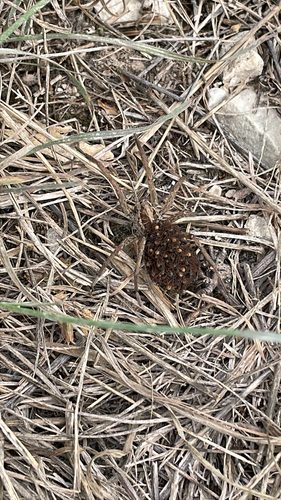 Radiated Wolf Spider
