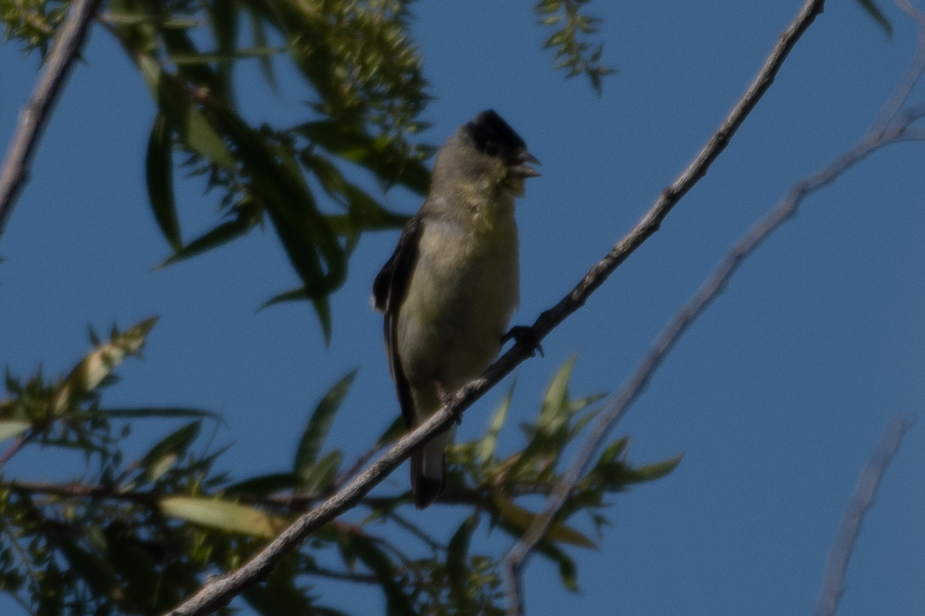 Lawrence's Goldfinch illustration