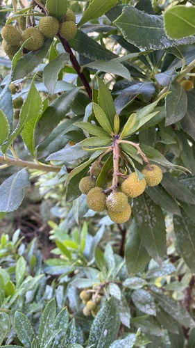 strawberry tree