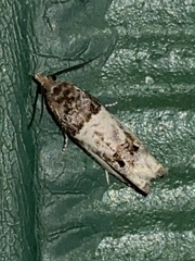 Notocelia rosaecolana