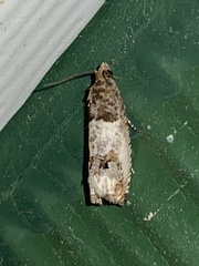 Notocelia rosaecolana