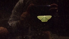 Pelagodes antiquadraria