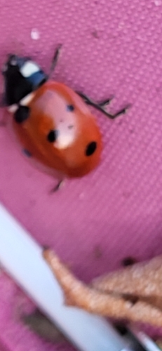 Seven-spotted Lady Beetle