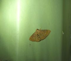 Homodes bracteigutta