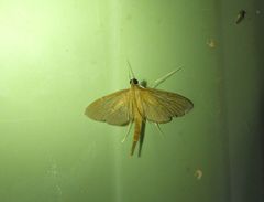 Hymenoptychis sordida