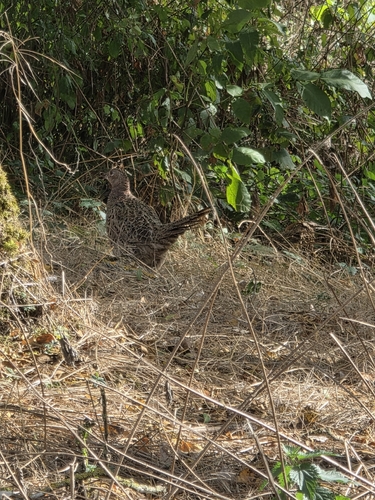 Ring-necked Pheasant