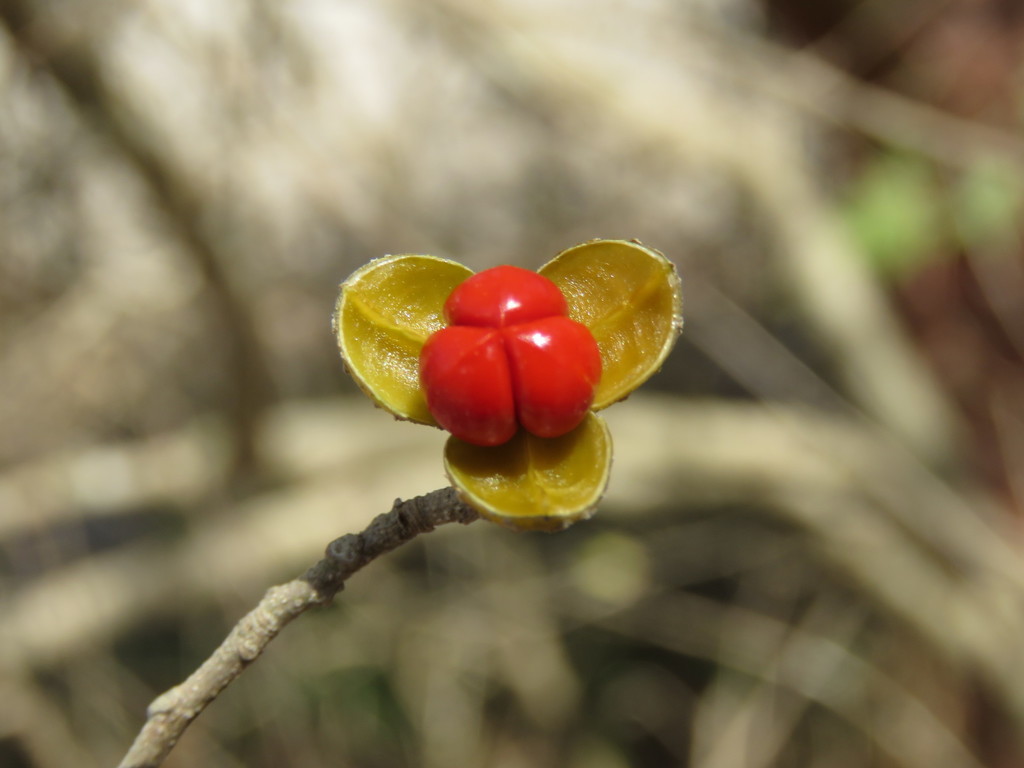 Trichilia trifolia