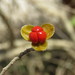 Trichilia trifolia - Photo (c) Alexis López Hernández, some rights reserved (CC BY), uploaded by Alexis López Hernández