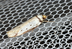 Philobota thiocrossa