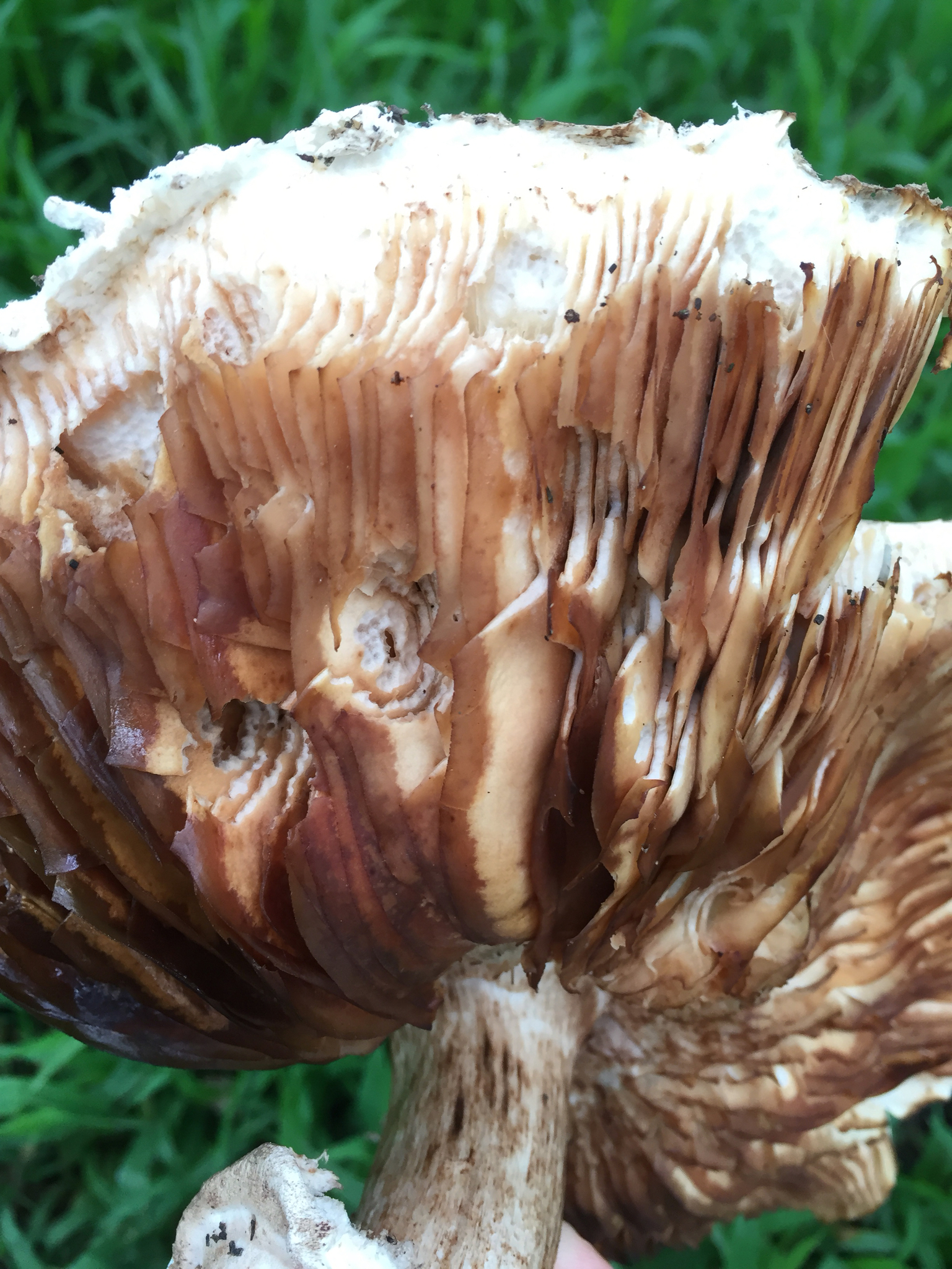 Chlorophyllum brunneum image