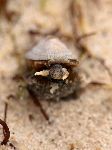 Fissurella mutabilis, 2026-09-25