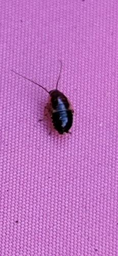 Forest Cockroach