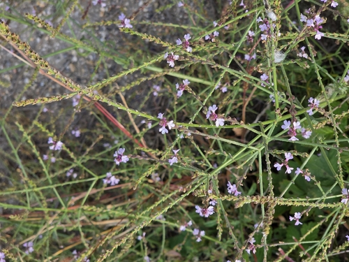 Common vervain
