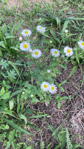 annual fleabane