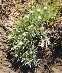 Antennaria dimorpha