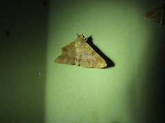 Hypospila dochmotoma