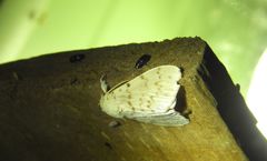 Lymantria pelospila