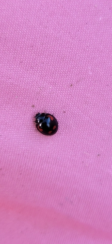 Pine Ladybird