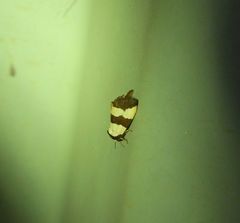 Micrapatetis orthozona