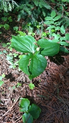 Trillium ovatum ovatum