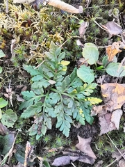 Sceptridium robustum