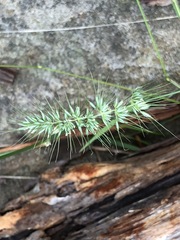 Echinopogon caespitosus