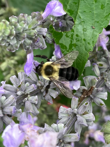 Common Eastern Bumble Bee