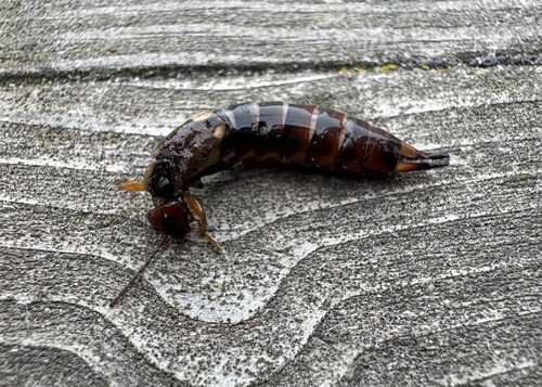 European Earwig