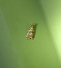 Syntonarcha vulnerata